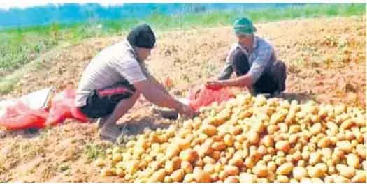 केंद्रपाड़ा में आलू किसानों को बीज की कमी का सामना करना पड़ रहा केंद्रपाड़ा में आलू किसानों को बीज की कमी का सामना करना पड़ रहा