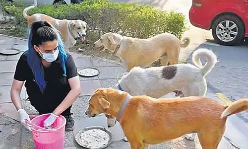 कुत्तों को खाना खिलाने के शौकीनों और जनता में झड़प : अंबत्तूर में हड़कंप कुत्तों को खाना खिलाने के शौकीनों और जनता में झड़प : अंबत्तूर में हड़कंप