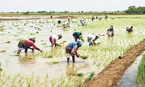 सांबा चावल फसल बीमा: समय सीमा 30 नवंबर तक बढ़ाई गई सांबा चावल फसल बीमा: समय सीमा 30 नवंबर तक बढ़ाई गई