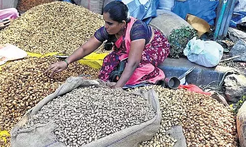 ऐतिहासिक मूंगफली महोत्सव आज से: CM ने 5 दिवसीय महोत्सव का शुभारंभ किया