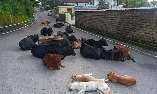 Yamunanagar नगर निगम ने अधिकारियों को सार्वजनिक स्थानों को आवारा पशुओं से मुक्त बनाने का निर्देश Yamunanagar नगर निगम ने अधिकारियों को सार्वजनिक स्थानों को आवारा पशुओं से मुक्त बनाने का निर्देश