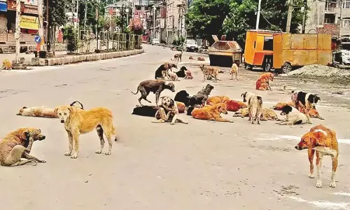 Mumbai: आवारा कुत्तों पर कांग्रेस का जोरदार विरोध Mumbai: आवारा कुत्तों पर कांग्रेस का जोरदार विरोध