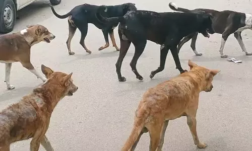 Kolar : आवारा कुत्तों के उत्पात को रोकने के लिए नोटिस Kolar : आवारा कुत्तों के उत्पात को रोकने के लिए नोटिस