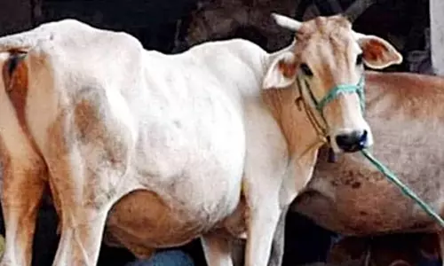Haryana मानवाधिकार आयोग ने सार्वजनिक सड़कों पर मवेशी बांधने पर चिंता व्यक्त की Haryana मानवाधिकार आयोग ने सार्वजनिक सड़कों पर मवेशी बांधने पर चिंता व्यक्त की