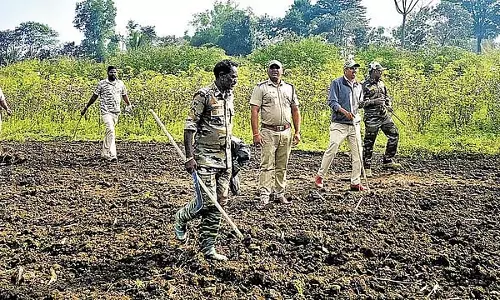 21 बाघ मानव बस्तियों में भटके; पशु चिकित्सकों की कमी, कर्मचारियों की हड़ताल से अभियान बाधित 21 बाघ मानव बस्तियों में भटके; पशु चिकित्सकों की कमी, कर्मचारियों की हड़ताल से अभियान बाधित