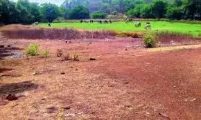 Telangana फैब सिटी की 922 एकड़ जमीन का उपयोग करेगा Telangana फैब सिटी की 922 एकड़ जमीन का उपयोग करेगा