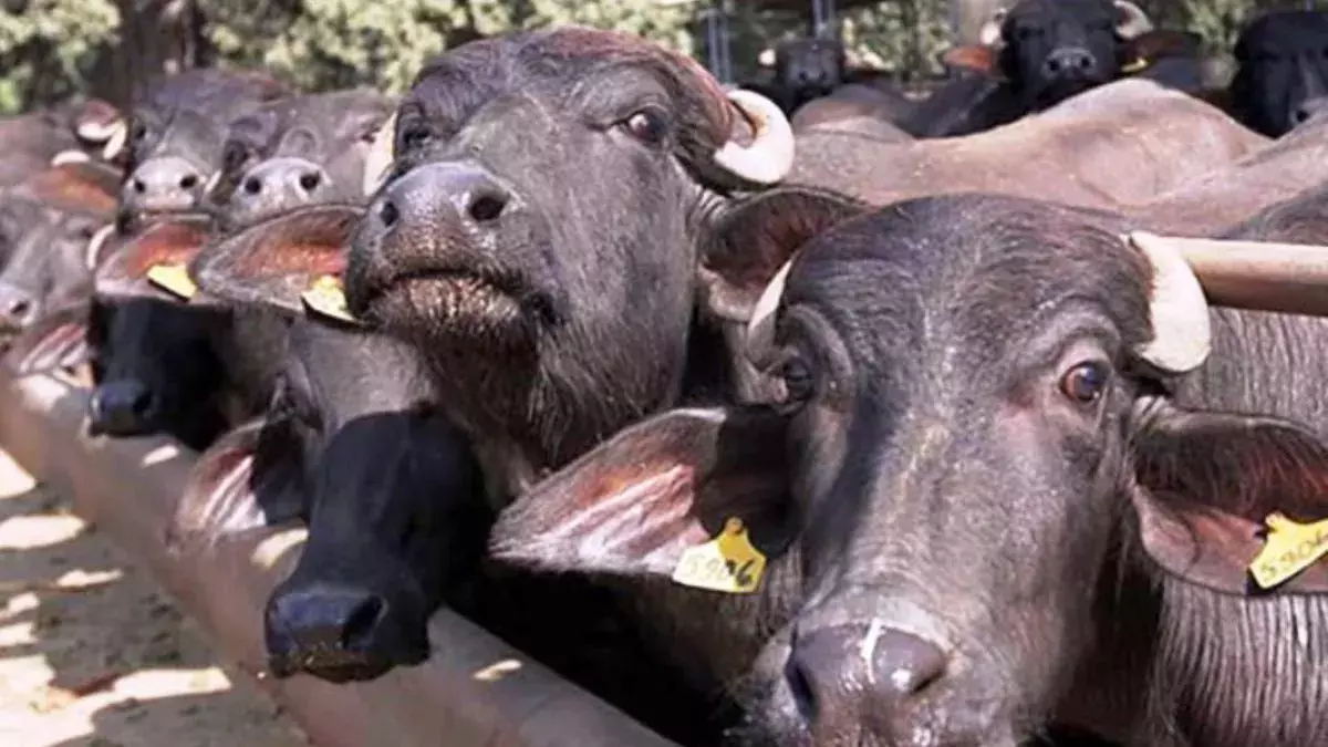 Narnaul: भैंस ऑनलाइन खरीदी, हजारों रुपये ठगों के हाथ चले गए Narnaul: भैंस ऑनलाइन खरीदी, हजारों रुपये ठगों के हाथ चले गए