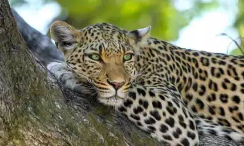 महाराष्ट्र के सतारा में वेस्ट लॉज के पास CCTV में कैद हुई बड़ी बिल्ली महाराष्ट्र के सतारा में वेस्ट लॉज के पास CCTV में कैद हुई बड़ी बिल्ली