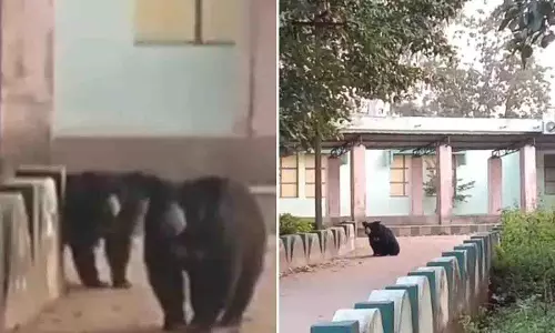 भालू ने Nuapada कॉलेज परिसर में घुसकर मचाई हलचल, छात्रों में डर