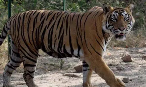 Ranthambore टाइगर रिजर्व के आसपास लाउडस्पीकर और डीजे पर सख्त प्रतिबंध Ranthambore टाइगर रिजर्व के आसपास लाउडस्पीकर और डीजे पर सख्त प्रतिबंध