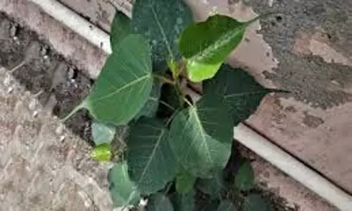 घर में Peepal का पेड़: शुभ या अशुभ? जानें इससे जुड़ी खास बातें