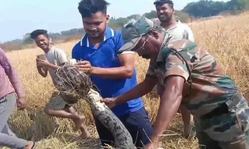 Odisha के नुआपाड़ा में खेत से 8 फुट लंबा अजगर बचाया गया
