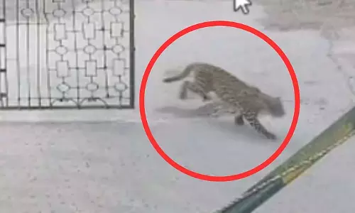 पिंजरे में नहीं फंसा तेंदुआ, ट्रैप कैमरे की उम्मीद पिंजरे में नहीं फंसा तेंदुआ, ट्रैप कैमरे की उम्मीद