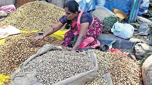 ऐतिहासिक मूंगफली महोत्सव आज से: CM ने 5 दिवसीय महोत्सव का शुभारंभ किया ऐतिहासिक मूंगफली महोत्सव आज से: CM ने 5 दिवसीय महोत्सव का शुभारंभ किया