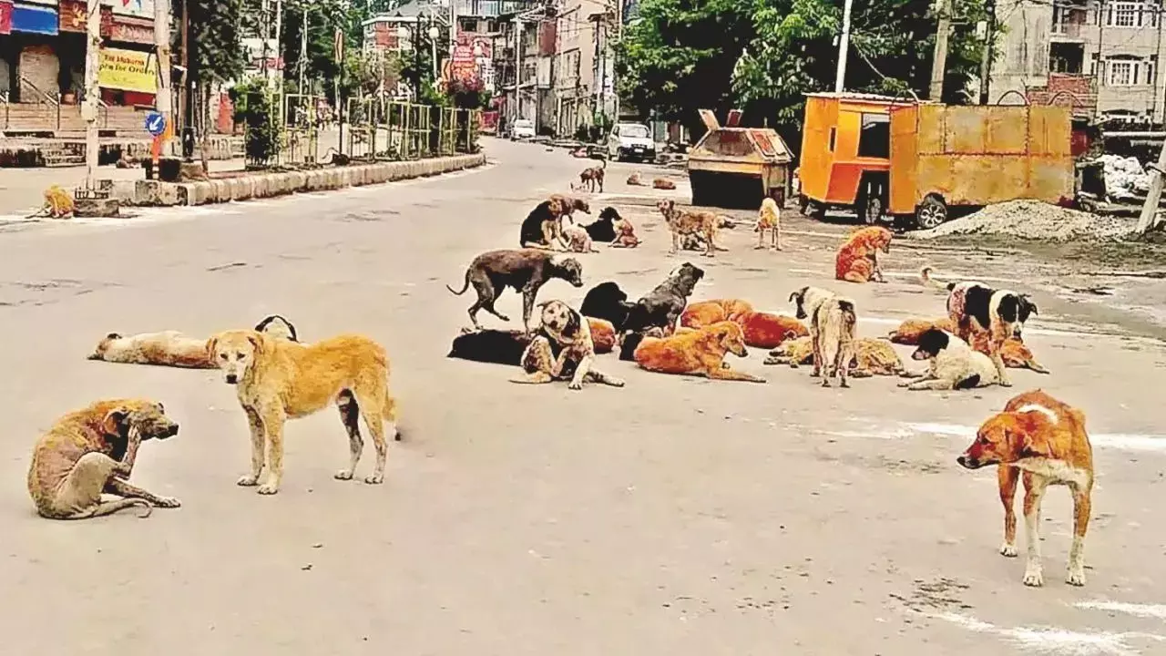 Mumbai: आवारा कुत्तों पर कांग्रेस का जोरदार विरोध Mumbai: आवारा कुत्तों पर कांग्रेस का जोरदार विरोध