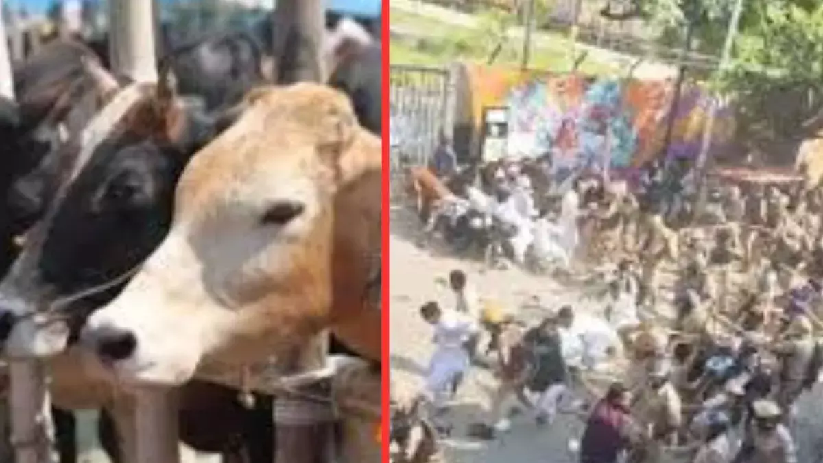 Haldwani: गोवंश का कटा सिर मिला, पुलिस और ग्रामीण आमने-सामने Haldwani: गोवंश का कटा सिर मिला, पुलिस और ग्रामीण आमने-सामने