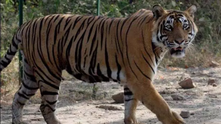 Ranthambore टाइगर रिजर्व के आसपास लाउडस्पीकर और डीजे पर सख्त प्रतिबंध Ranthambore टाइगर रिजर्व के आसपास लाउडस्पीकर और डीजे पर सख्त प्रतिबंध
