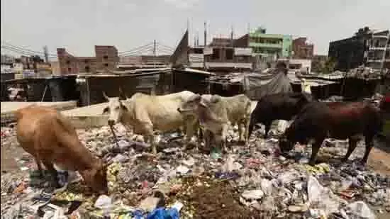 भिवानी में अवैध डेयरियों पर हरियाणा पैनल की चिंता भिवानी में अवैध डेयरियों पर हरियाणा पैनल की चिंता