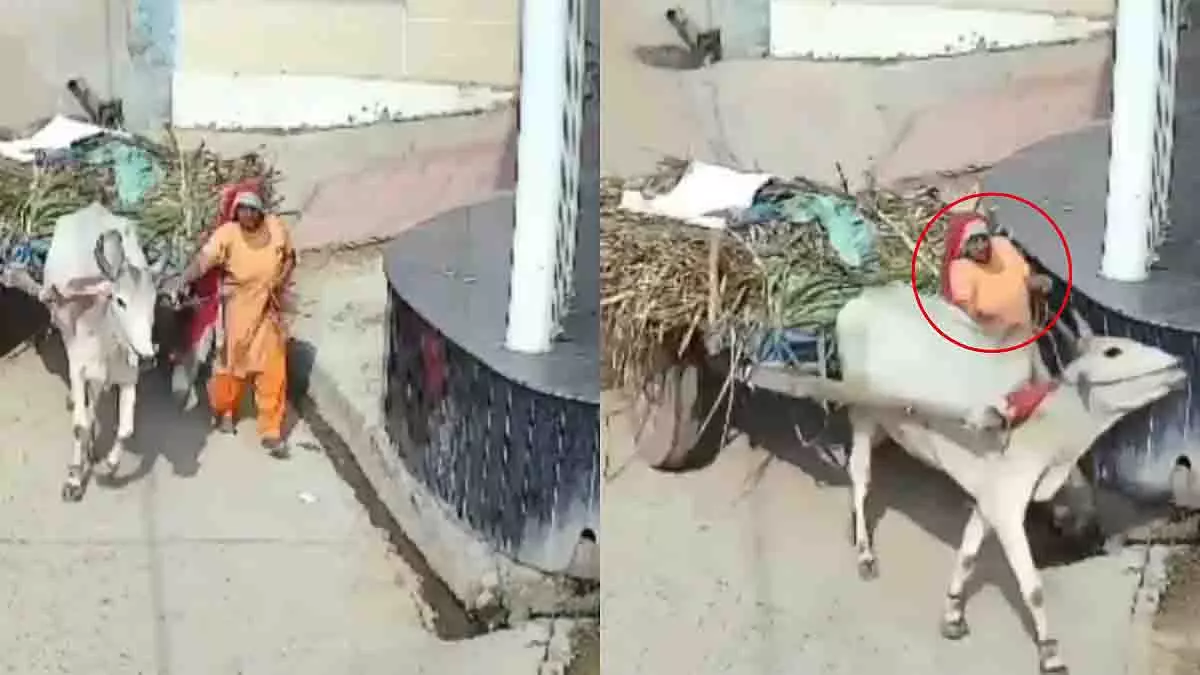 Meerut में 55 वर्षीय महिला की बैलगाड़ी और बगल की दीवार के बीच कुचलकर मौत Meerut में 55 वर्षीय महिला की बैलगाड़ी और बगल की दीवार के बीच कुचलकर मौत
