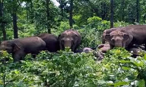Jharkhand: हाथियों ने  महिला को कुचल कर उतारा मौत के घाट