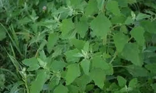 Bathua Benefits : बथुआ का साग कई बीमारियों का इलाज है Bathua Benefits : बथुआ का साग कई बीमारियों का इलाज है