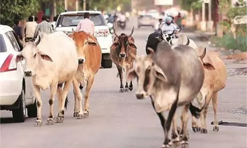 Gurugram: पशु टक्कर हादसे में दयालु योजना बनेगी सहारा Gurugram: पशु टक्कर हादसे में दयालु योजना बनेगी सहारा
