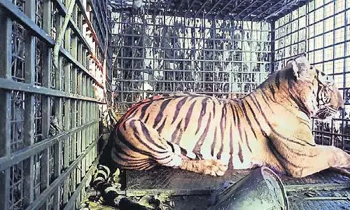 Mysuru : किसानों द्वारा मारे गए बाघ को आखिरकार पकड़ लिया गया Mysuru : किसानों द्वारा मारे गए बाघ को आखिरकार पकड़ लिया गया