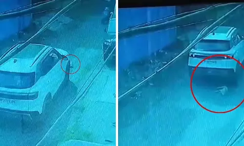 MP : तेज रफ्तार कार की चपेट में आकर पिल्ले की मौत MP : तेज रफ्तार कार की चपेट में आकर पिल्ले की मौत
