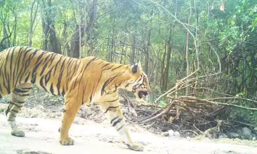 एक और बाघ ने मंचेरियल के जंगलों को अपना घर बनाया एक और बाघ ने मंचेरियल के जंगलों को अपना घर बनाया