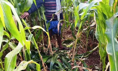Karnataka : भालू के हमले से मक्के की फसल को नुकसान Karnataka : भालू के हमले से मक्के की फसल को नुकसान