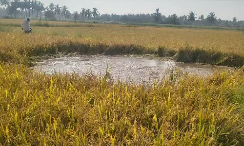 Hospet ; सिंचाई पाइप टूटने से फसल को भारी नुकसान Hospet ; सिंचाई पाइप टूटने से फसल को भारी नुकसान