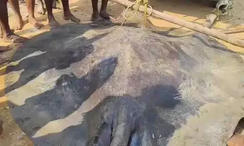 ओडिशा के कोणार्क में मछुआरों के जाल में 12 फीट लंबी विशालकाय स्टिंगरे फंसी ओडिशा के कोणार्क में मछुआरों के जाल में 12 फीट लंबी विशालकाय स्टिंगरे फंसी