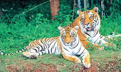 वन विभाग बाघों के लिए शिकार आधार बढ़ाने हेतु NSTR में घास विकास कार्यक्रम शुरू करेगा