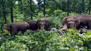 Jharkhand: हाथियों ने महिला को कुचल कर उतारा मौत के घाट Jharkhand: हाथियों ने महिला को कुचल कर उतारा मौत के घाट