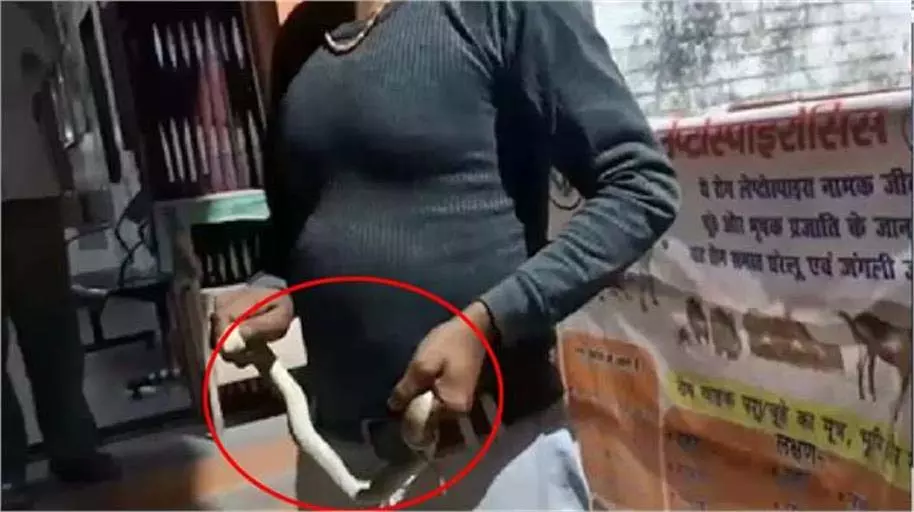 Up New: सांप ने काटा तो युवक जिंदा सांप को पकड़कर अस्पताल पहुंचा Up New: सांप ने काटा तो युवक जिंदा सांप को पकड़कर अस्पताल पहुंचा