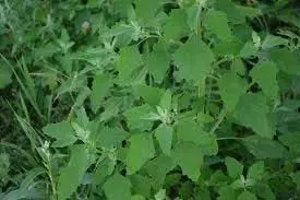 Bathua Benefits : बथुआ का साग कई बीमारियों का इलाज है Bathua Benefits : बथुआ का साग कई बीमारियों का इलाज है