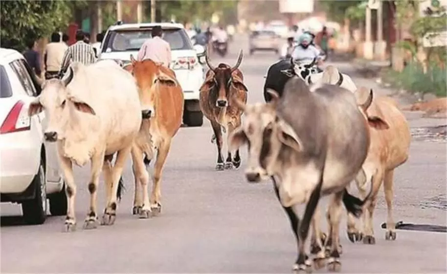 Gurugram: पशु टक्कर हादसे में दयालु योजना बनेगी सहारा Gurugram: पशु टक्कर हादसे में दयालु योजना बनेगी सहारा