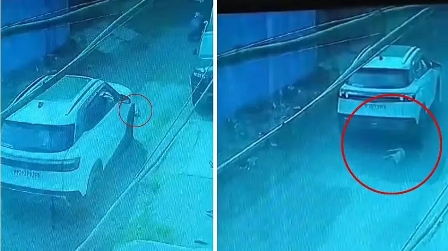 MP : तेज रफ्तार कार की चपेट में आकर पिल्ले की मौत MP : तेज रफ्तार कार की चपेट में आकर पिल्ले की मौत