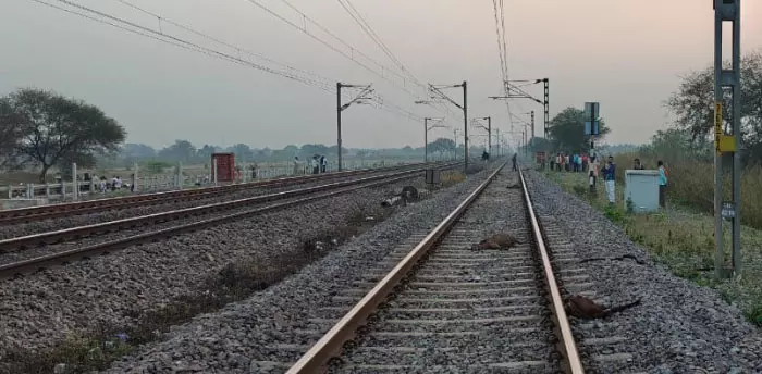 रेलवे ट्रैक में 16 बकरा-बकरी और महिला मृत मिले रेलवे ट्रैक में 16 बकरा-बकरी और महिला मृत मिले