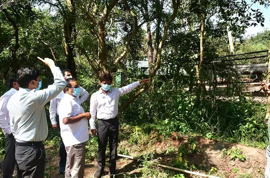 Belgaum : काले हिरणों की मौतों का सिलसिला जारी - क्या है कारण? Belgaum : काले हिरणों की मौतों का सिलसिला जारी - क्या है कारण?
