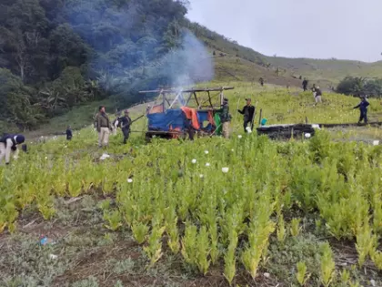 Manipur में 4 उग्रवादी गिरफ्तार, 41 एकड़ अवैध अफीम की खेती नष्ट Manipur में 4 उग्रवादी गिरफ्तार, 41 एकड़ अवैध अफीम की खेती नष्ट