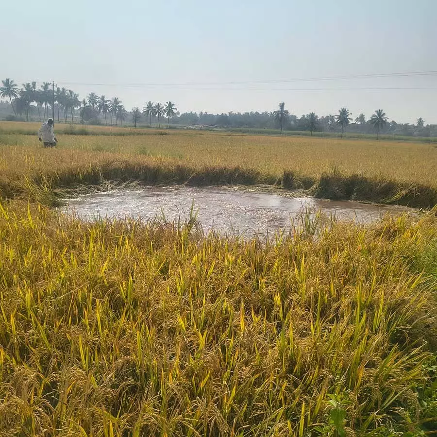 Hospet ; सिंचाई पाइप टूटने से फसल को भारी नुकसान Hospet ; सिंचाई पाइप टूटने से फसल को भारी नुकसान