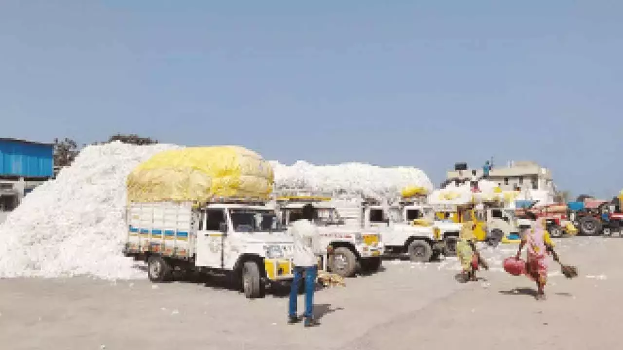 CCI के कठोर मानदंडों से नाराज कपास संघ ने बंद का आह्वान किया CCI के कठोर मानदंडों से नाराज कपास संघ ने बंद का आह्वान किया