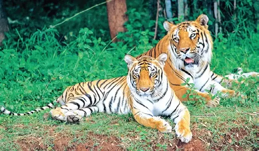 वन विभाग बाघों के लिए शिकार आधार बढ़ाने हेतु NSTR में घास विकास कार्यक्रम शुरू करेगा वन विभाग बाघों के लिए शिकार आधार बढ़ाने हेतु NSTR में घास विकास कार्यक्रम शुरू करेगा