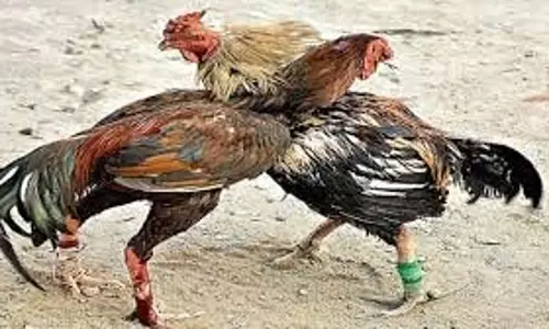 Jharkhand: लाखों के दांव पर बेखौफ अवैध धंधा