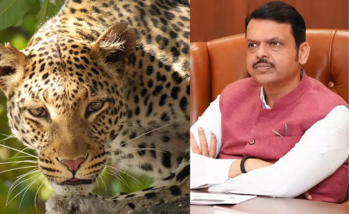 Mumbai: महाराष्ट्र में तेंदु आतंक पर काबू पाने को आपदा घोषित करने का प्रस्ताव