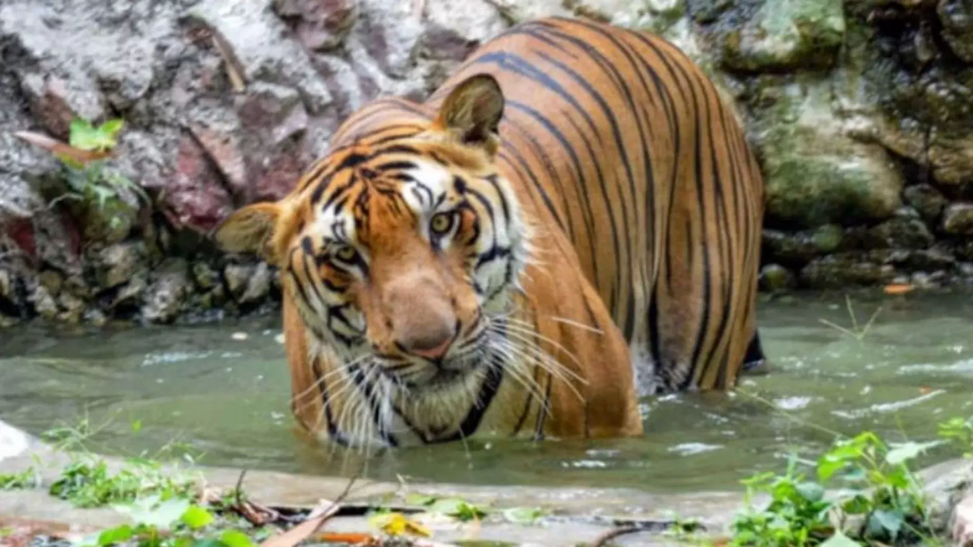 Sawai Madhopur: रणथंभौर में टाइगर दर्शन ने बढ़ाई सावधानी और उत्सुकता Sawai Madhopur: रणथंभौर में टाइगर दर्शन ने बढ़ाई सावधानी और उत्सुकता