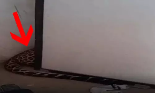 खौफनाक मंजर लाइव...2nd फ्लोर पर पहुंचा तेंदुआ, मची अफरा-तफरी