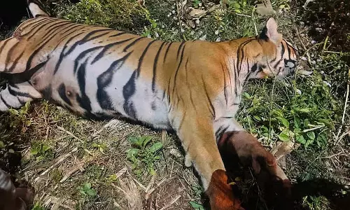 Saraguru : मादा बाघ और उसके तीन शावक पकड़े गए
