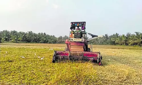 Chitradurga : बाजरा की कटाई में जुटे किसान Chitradurga : बाजरा की कटाई में जुटे किसान